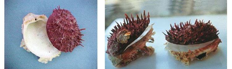 Spondyle
