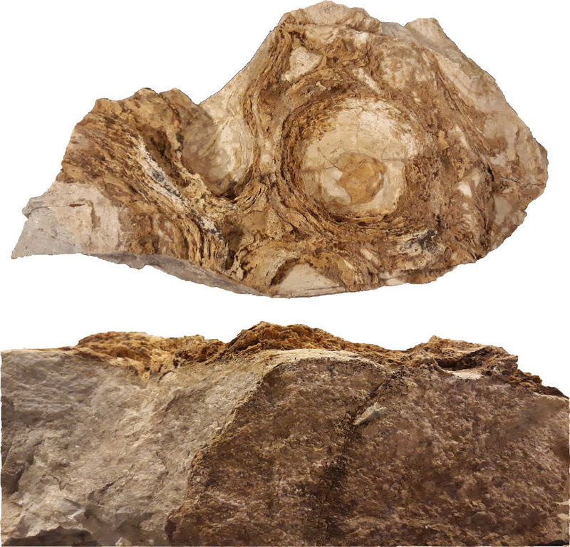 Stromatolithes musée d'Alta