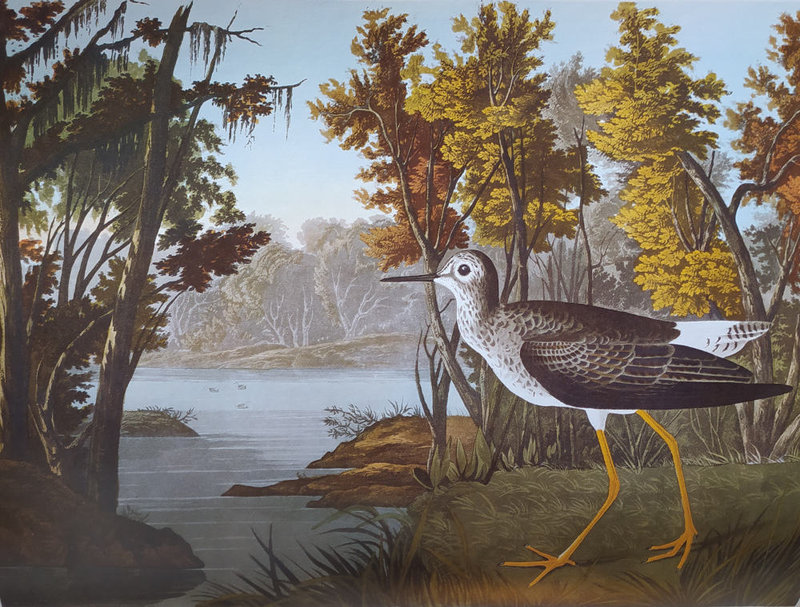 1 Audubon Petit chevalier à pattes jaunes