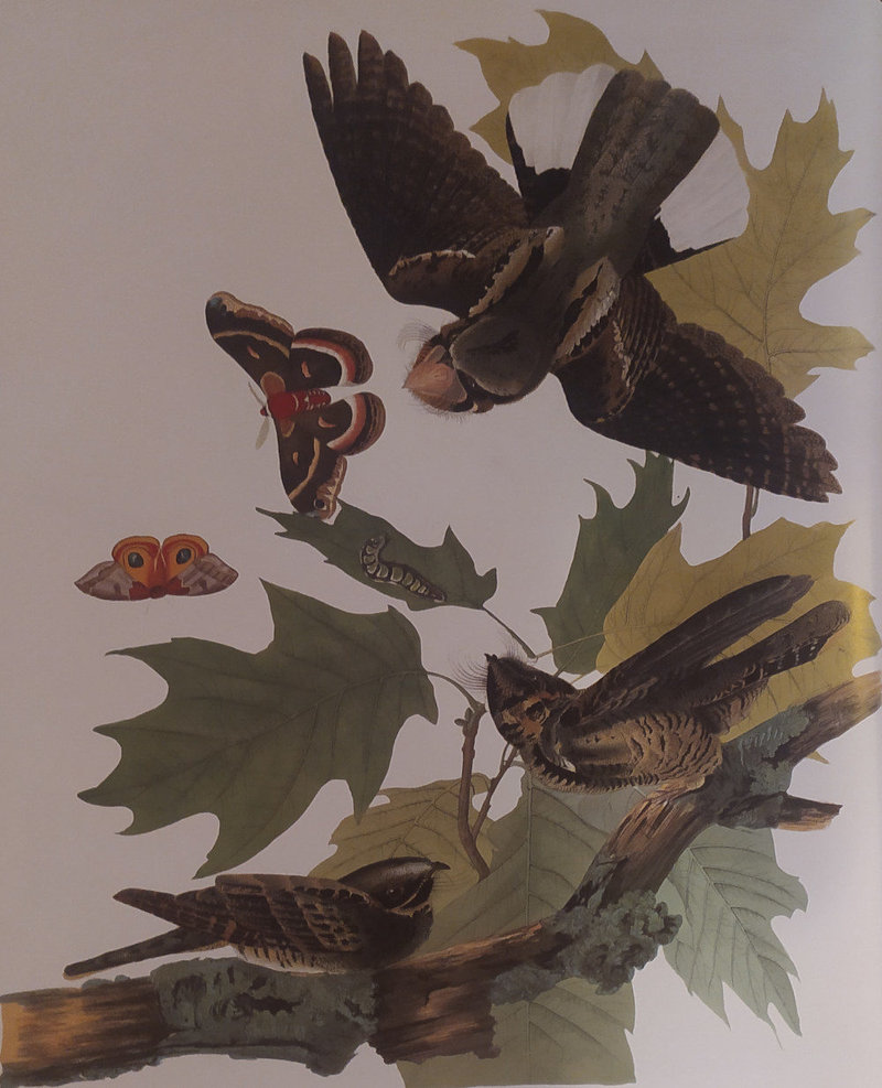 6 Audubon Engoulevent bois-pourri