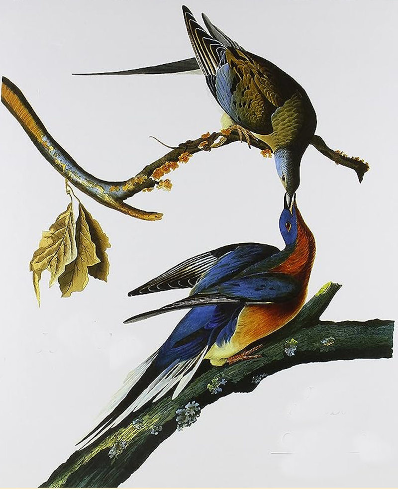 8 Audubon Pigeon migrateur