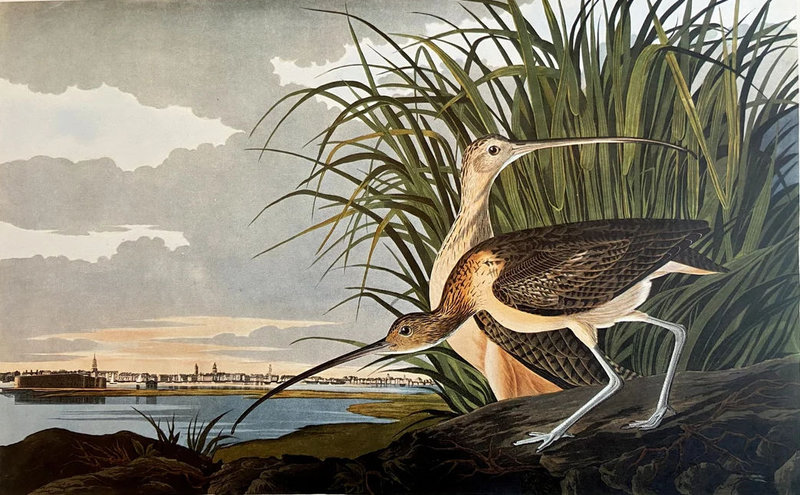 2 Audubon Courlis à long bec