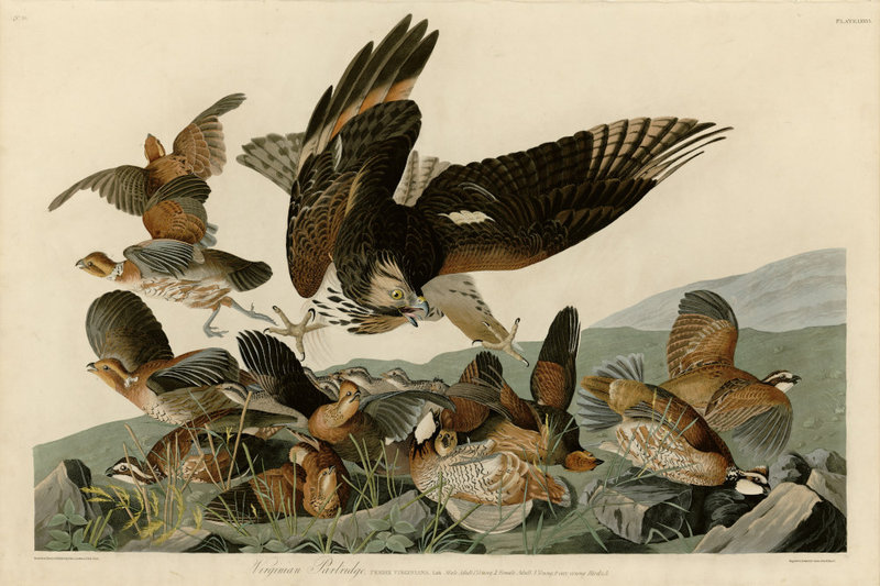 4 Audubon_Colin de Virginie