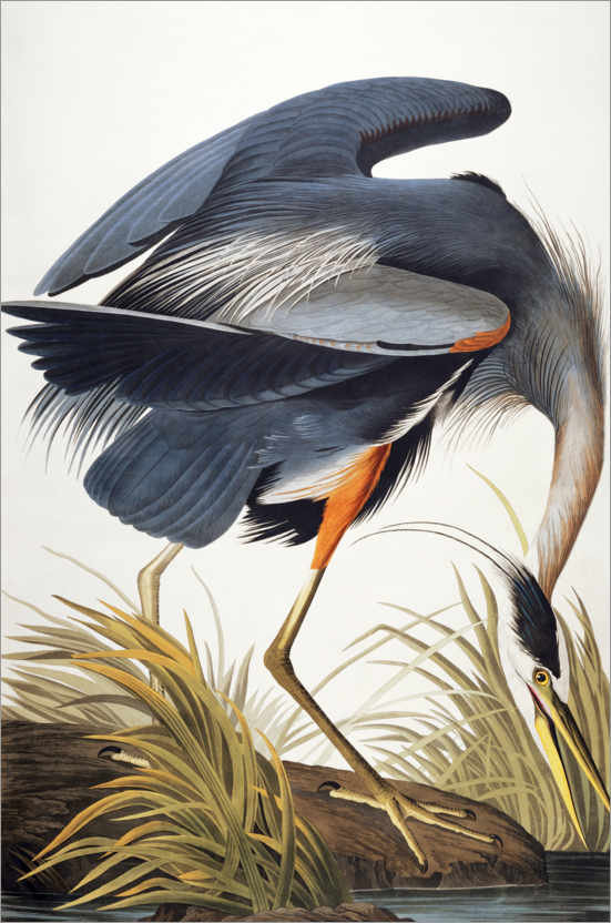 5 Audubon Grand héron